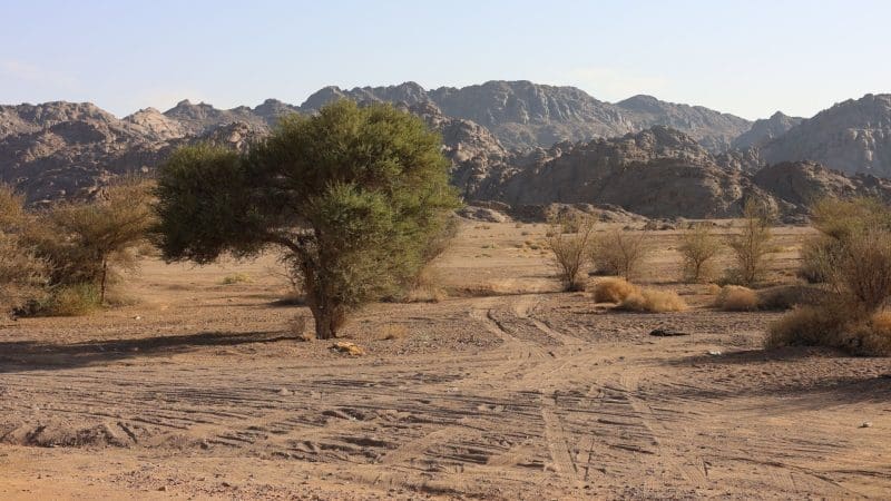 Landscape architecture in Saudi Arabia: How collaboration supports ...